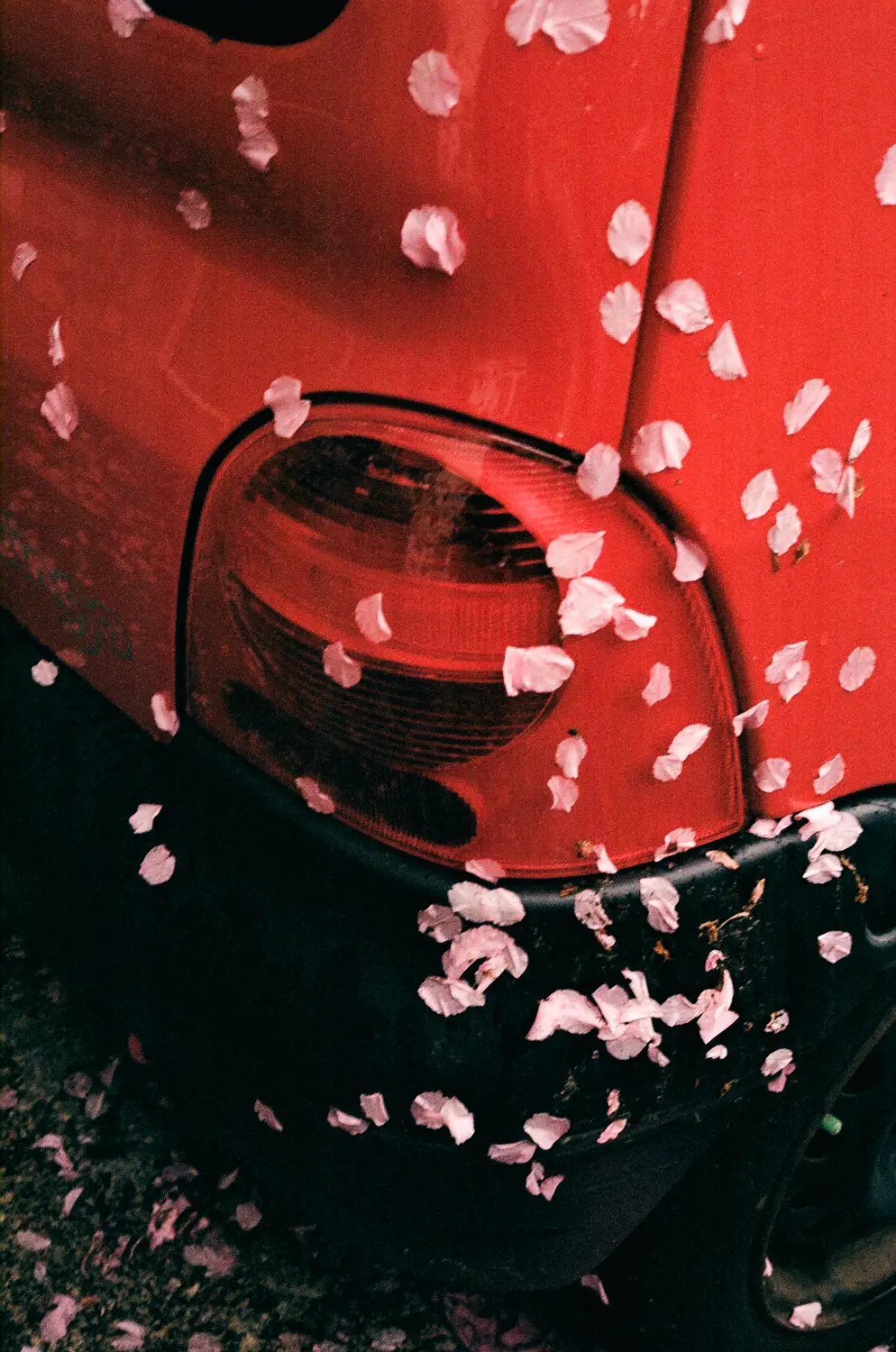 Das Bild zeigt einen roten Auto-Kotflügel, der im Dunkeln steht. Die rote Rückleuchte erzeugt ein starkes Licht, das durch die vielen rosa Kirschblüten, die um den Kotflügel herum fallen, diffundiert. Der Hintergrund ist dunkel und verschwommen, was die Aufmerksamkeit auf das rohe Rot des Autos und die zarten Blüten lenkt. Die Stimmung ist melancholisch und poetisch.