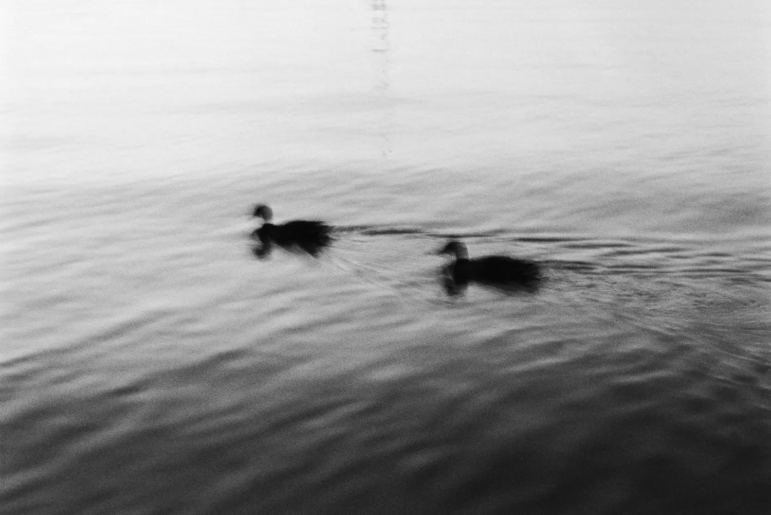 Die Aufnahme zeigt eine Schwarzweißfotografie, die zwei Enten auf einer ruhigen Wasseroberfläche darstellt. Das Wasser ist leicht wellig, was einen subtilen Bewegungseffekt erzeugt. Die Enten sind verschwommen, was dem Bild eine traumhafte und atmosphärische Qualität verleiht. Der Fokus liegt auf den Enten, aber der Rest des Bildes ist unscharf. Die Beleuchtung ist gedämpft, was zu einem sanften, diffuses Licht führt.