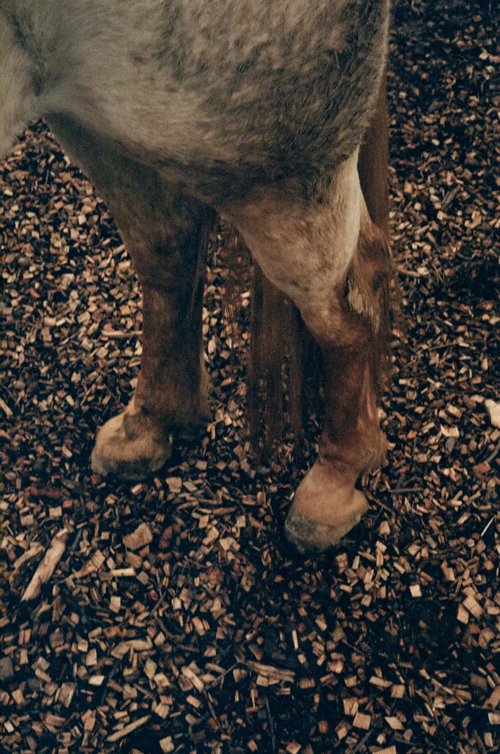 Die Aufnahme zeigt ein Pferd mit grauer Fellfarbe, das auf einem Holzhaufen steht. Der Fokus liegt auf den Vorderbeinen des Pferdes, die in dunklem Schutt stecken. Die Umgebung ist dunkel und der Hintergrund ist unscharf. Der Boden besteht aus kleinen Holzspänen.