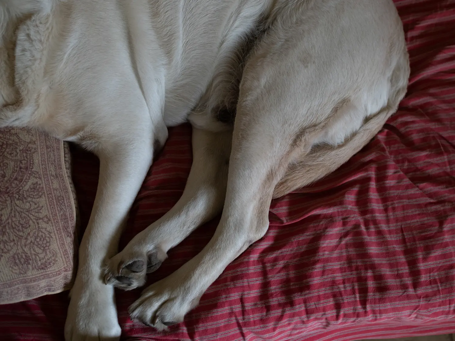 Das Bild zeigt einen rehbraunen Hund, vermutlich einer Beagle oder ähnlicher Rasse, der sich auf einem roten Bett ausruht. Der Hund ist in eine entspannte Liegestellung gefallen, wobei er die Vorderpfoten unter seinem Kopf zusammenlegt und die Hinterbeine nach hinten zeigen. Das Bettlaken ist rot mit weißen Streifen. Die Beleuchtung ist gedämpft, was einen ruhigen und gemütlichen Eindruck vermittelt.