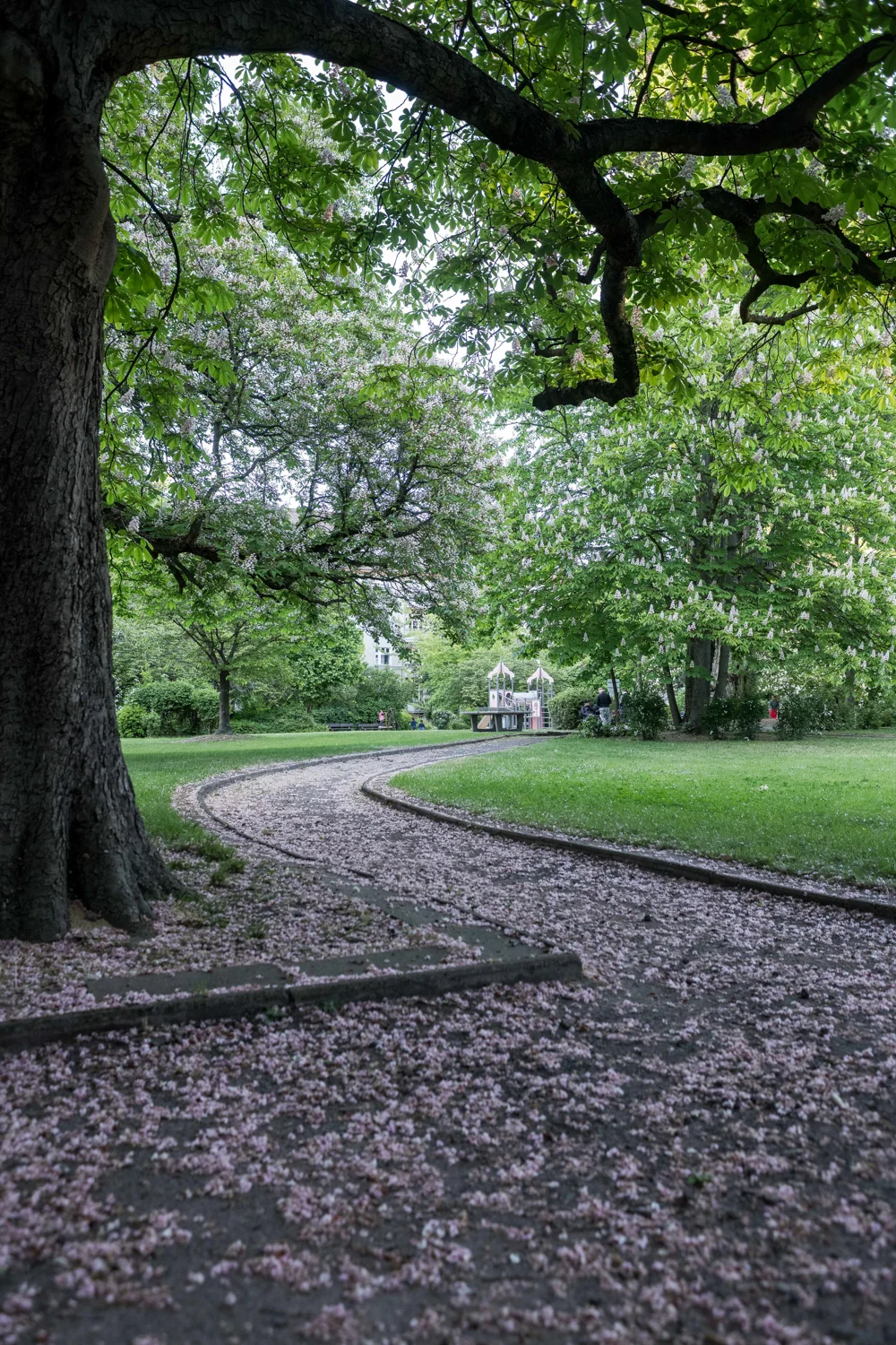 Das Bild zeigt einen Parklandschaft mit einem Kiesweg, umgeben von Bäumen, vermutlich im Frühling. Der Weg ist mit Blüten bedeckt, was auf eine Kirschblüte hindeutet. Im Hintergrund befindet sich ein klassizistisches Herrenhaus und ein Park mit Brücken und Spielplätzen.