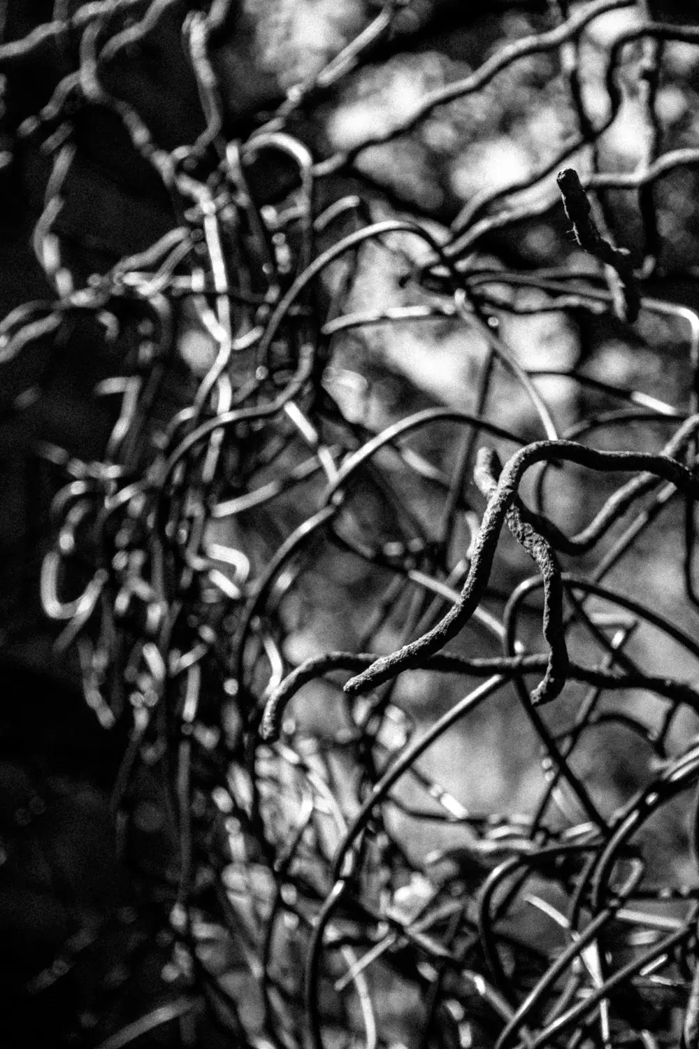 Diese Schwarzweißfotografie zeigt eine dichte Hecke, die sich zu einem wirbelnden Muster verwebt. Das Bild ist stark kontrastiert und erzeugt eine dramatische Stimmung. Im Vordergrund befindet sich ein schlanker, serpentinenartiger Ast, der sich durch das Unterholz windet.