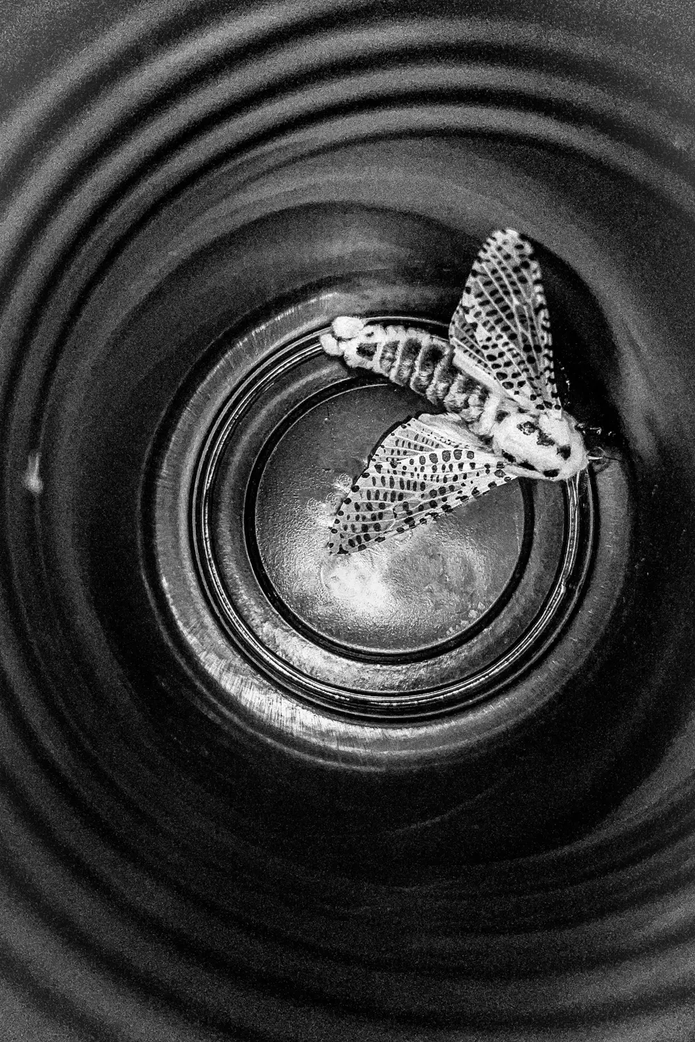 Die Aufnahme zeigt einen Innenraum mit einer Gruppenausstellung, die als „inmitten“ bezeichnet wird. Der Fokus liegt auf einer Sammlung von Fotografien, die in einem Flur-Kollektiv ausgestellt sind. Das Hauptmotiv ist eine Großkopfschmetterlingsartiges Insekt, das auf der Linse einer Kamera sitzt. Die Aufnahme ist in Schwarzweiß gehalten und erzeugt ein Gefühl von Tiefe und Reflexion.